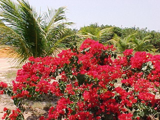 Oh! Linda 3* Redonda